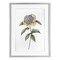 Stupell Industries Camellia Flower Illustration Framed Print Under Glass, design by Cecilia Battaini